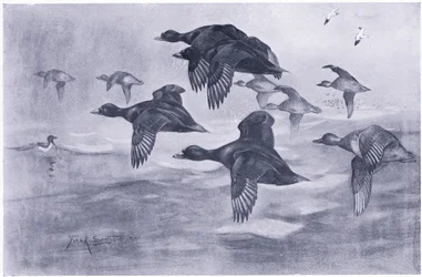 スコッツライジング